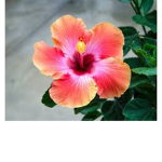 Hibiscus clothes