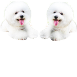 United Continents of Puppy land