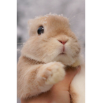 Bun Buns qwq