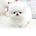 puppyloversgroup