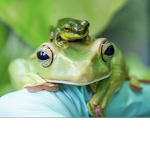 The froggy fan group