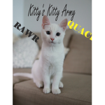 Kitty's Kitty Army