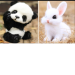 Cute animals forever and ever