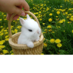 Lucy_Bunny