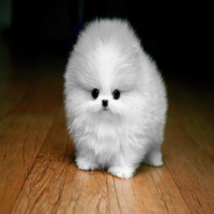 Cute dog Roblox decal