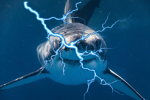 VoltaShark