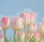 .*tulips*.