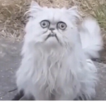Cat Cultt
