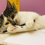 Gracie_mae_meow