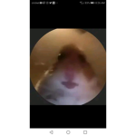HAMSTER CULTURAL