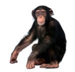 the monkey groupies!!