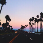 ♡ Palms ♡