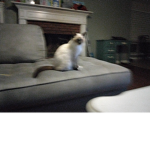 Cats are le best