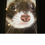 no rubox group with ferret people