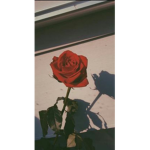 +~*Royale roses*~+