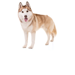 The husky friends
