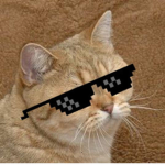 Cool cat gaming