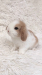 The cutest bunny in the world