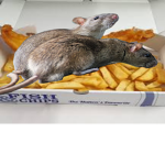 Rat in me Chips