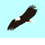 Bald Eagle Fan Club
