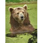 BearSquadLove