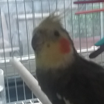Ford The Bird