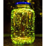 Lovely Fireflies