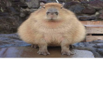 capybara time capybara