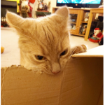 angry cat eating cardboard productions