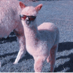 AlpacaX