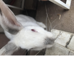 Bunny Bunny star group