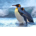 #PENGUIN PLACE