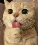‘pawshie