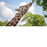 Blue Giraffe Squad