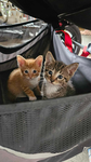 Jannys kittens~