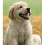 SAVE DOG TEAM