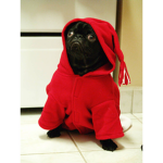Pug's Developer Group