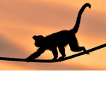 Team Monke