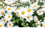 Aesthetic~Daisies