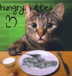 hungry kitties<3<3
