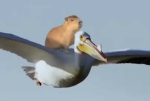 Capybara Builders