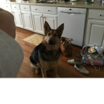 Doggo fans:)