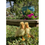 Baba ducks