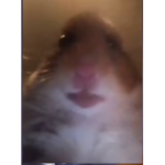 hamster poopy