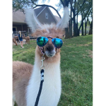The circle of llamas