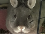 Baby bunny family