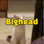 빅켓 친구들 Bighead cat friends