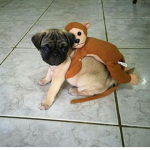 Pugs and Monkeys Forever!