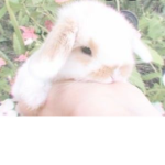 Bunnies :<