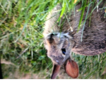 OFFICIAL RABBITS UNITED